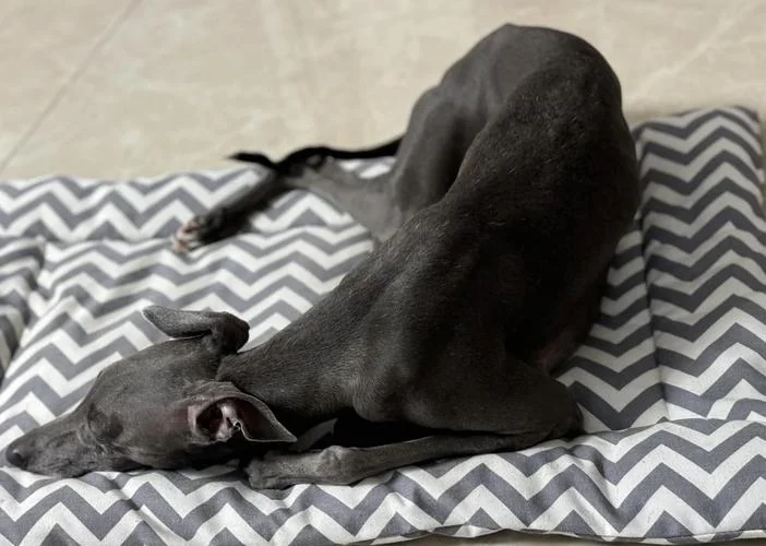 狗狗多大就闭经了_1