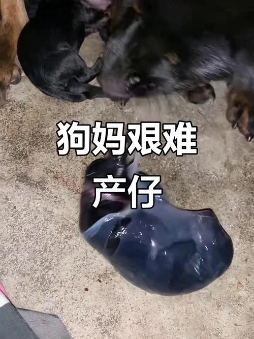 梦见狗狗又生了小狗-梦犬产崽