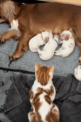孕妇梦见一群猫狗-孕妇梦群猫狗
