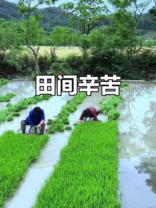 梦见割稻谷后又插田-梦割稻又插秧