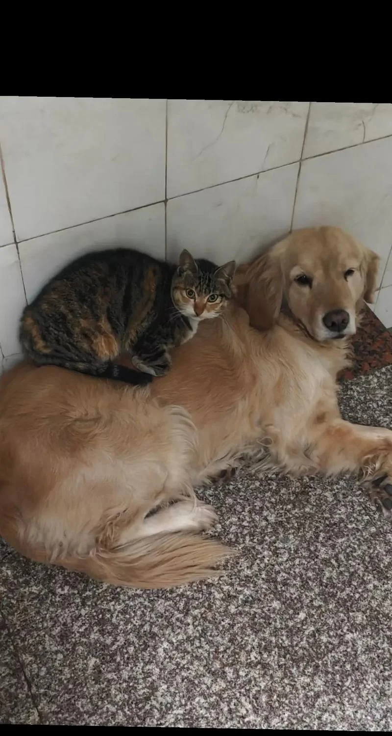 孕妇梦见猫和狗同时出现_2