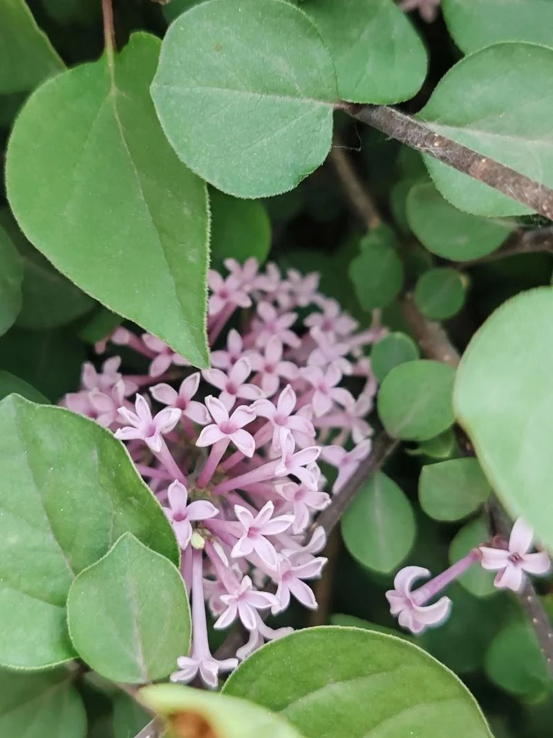 五瓣丁香花是谁写的-五瓣丁香花作者是谁