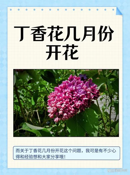 洛阳薰衣草几月份开花-洛阳薰衣草花期在哪