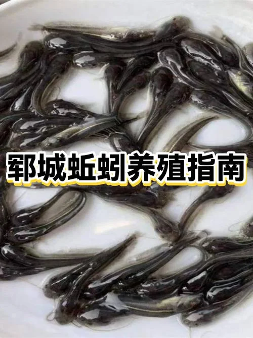 一亩可以养殖多少蚯蚓_2