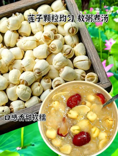 莲子的种植历史-莲子种植渊源