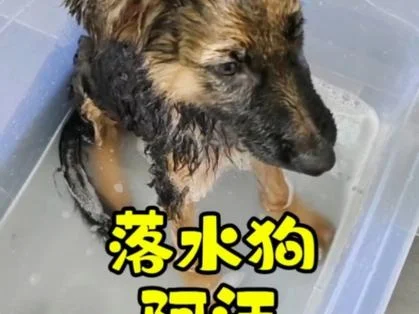 梦见小狗落水_1