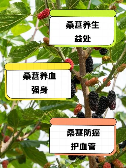 桑葚产量多少斤一亩-桑葚亩产多少斤
