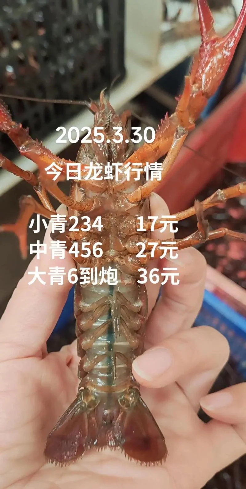 养一百亩龙虾利润多少_2