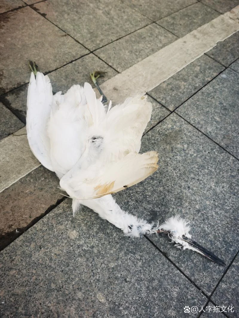 梦见小鸟死亡_1