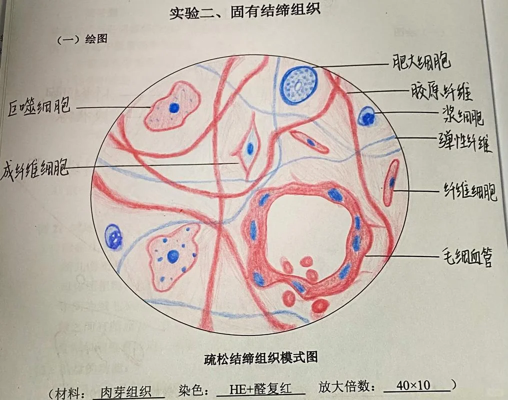 什么是结缔组织概念_1