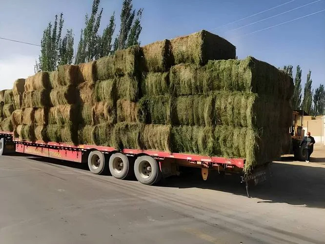 苜蓿一亩收入多少元_1