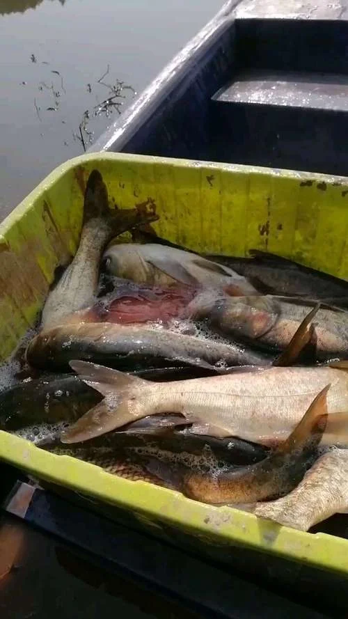 大头鱼又叫什么鱼_2
