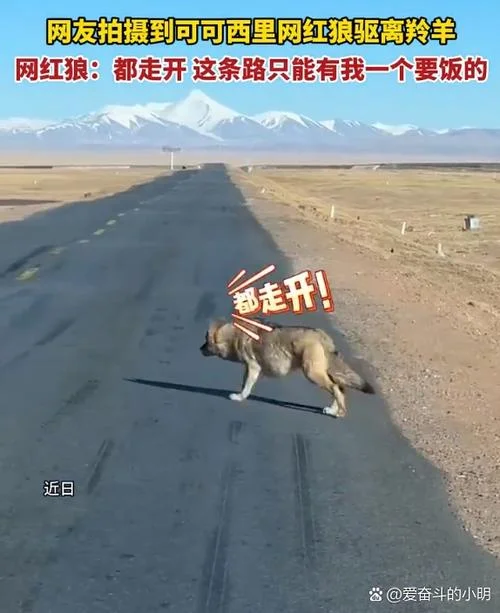 梦到被狼追但是没追到-梦遇狼追未遂