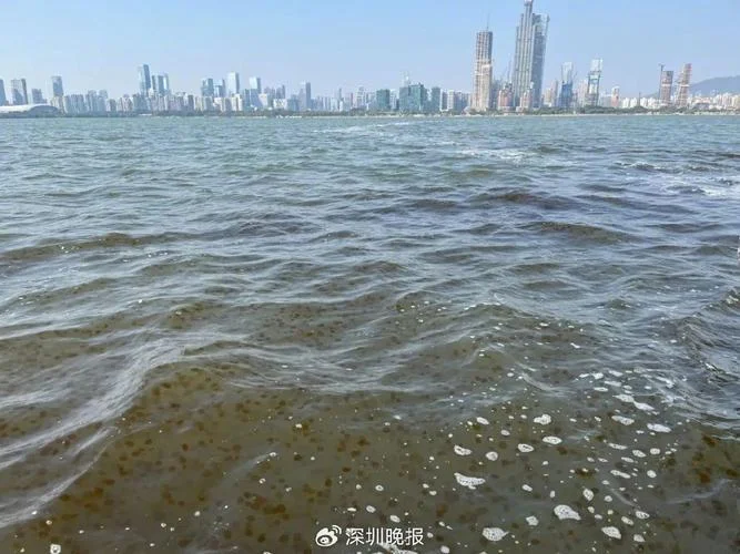 什么是赤潮_1