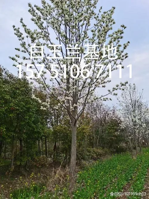 玉兰花树几月份栽种_2