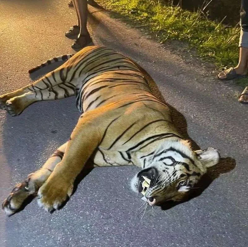 梦见打死老虎后被寻仇_1