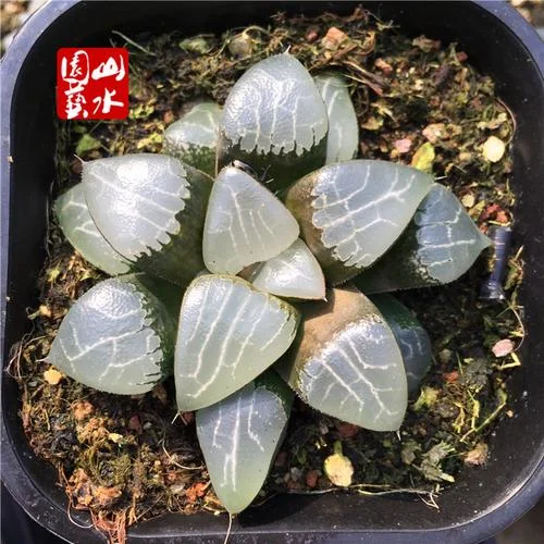 玉露寿介绍-玉露寿寓意简介