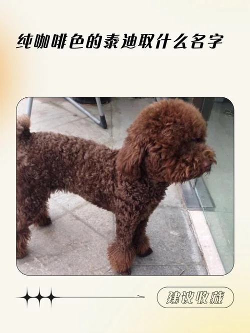 泰迪名字应该叫什么_1