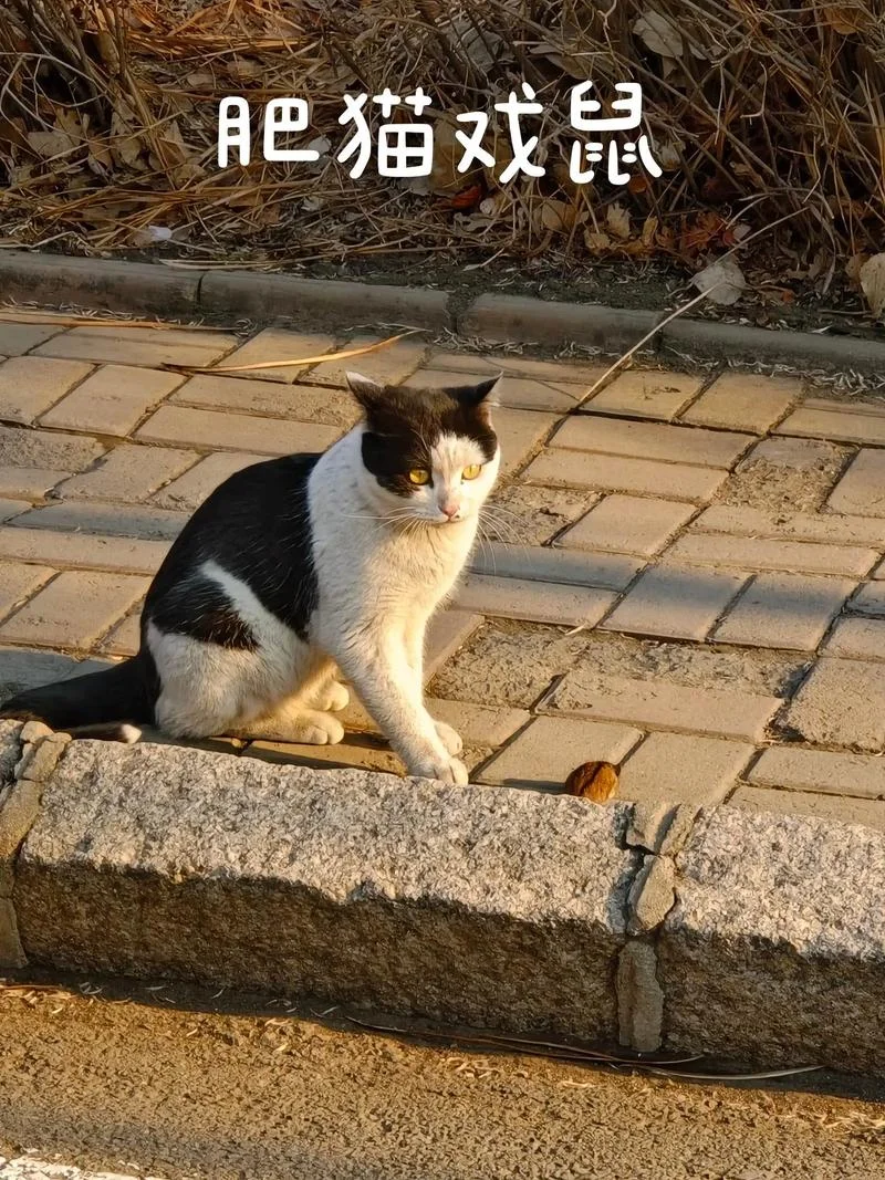 梦见猫捉老鼠跑了-梦猫捕鼠未果