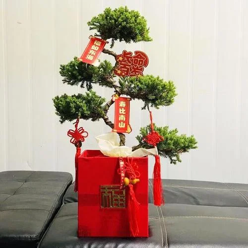 老人过生日送什么盆栽_1