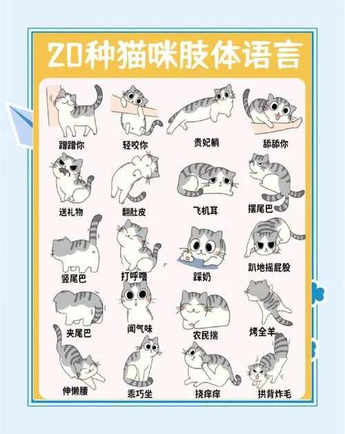 梦见猫会说话什么意思_2