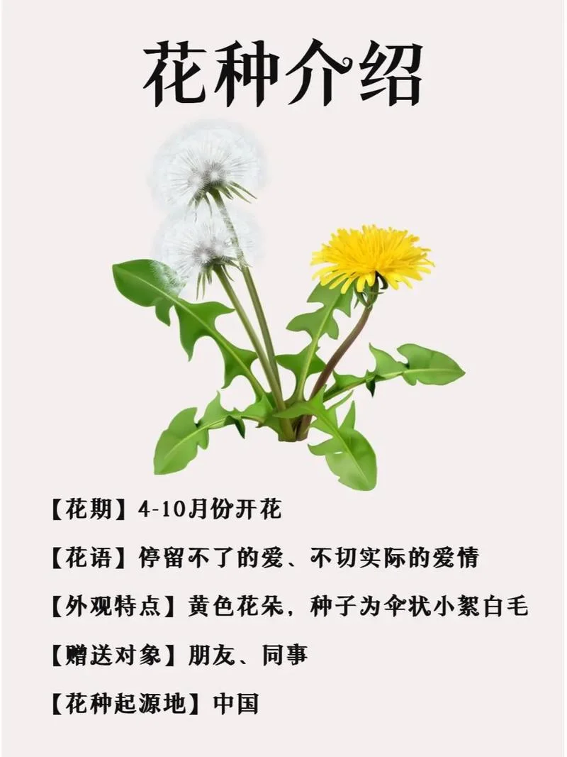 如果你喜欢一朵花出处-你喜欢一朵花