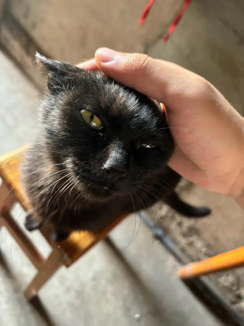 梦见黑猫咬我_1