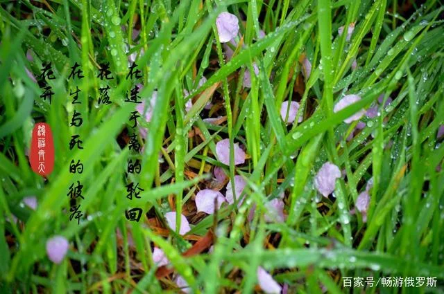 天上人间月满花出自哪_2