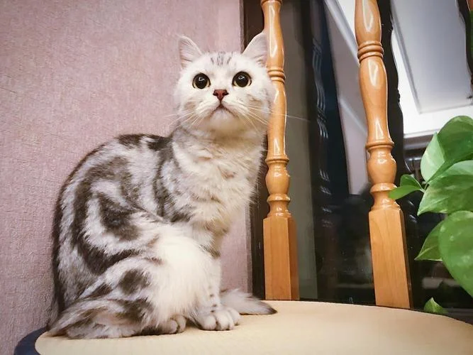 孕妇梦到猫打架_2