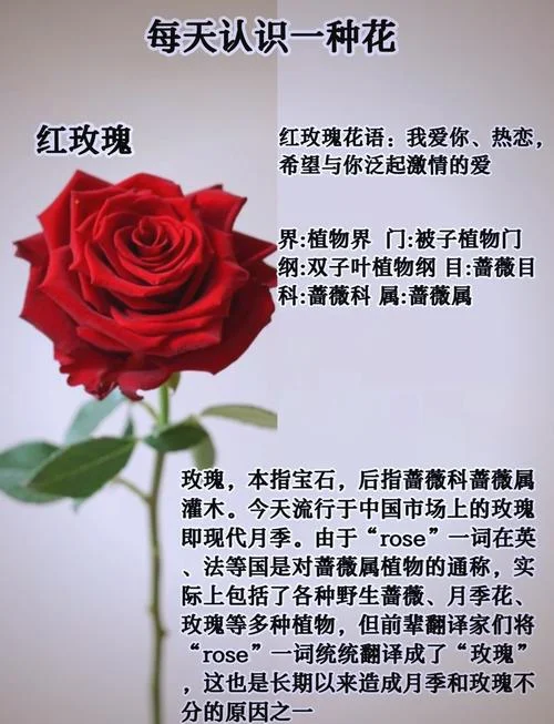 玫瑰到了花期下一句_1
