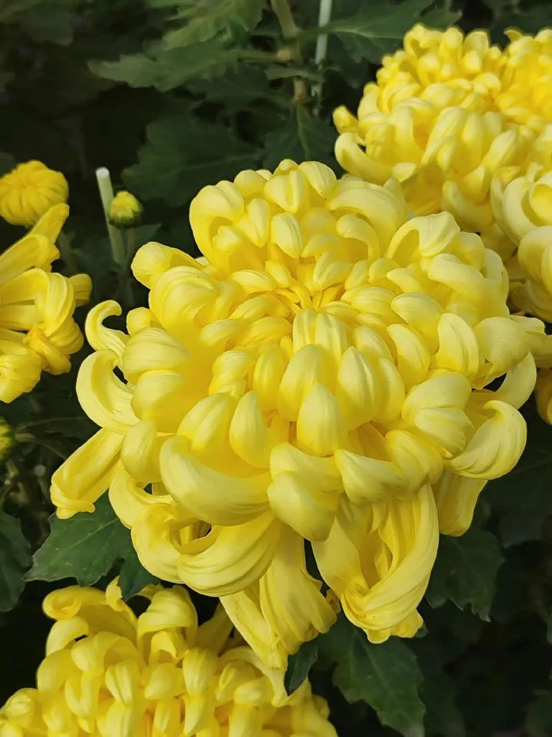 舔菊花叫什么_1