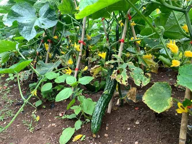 黄瓜亩种植多少株_2