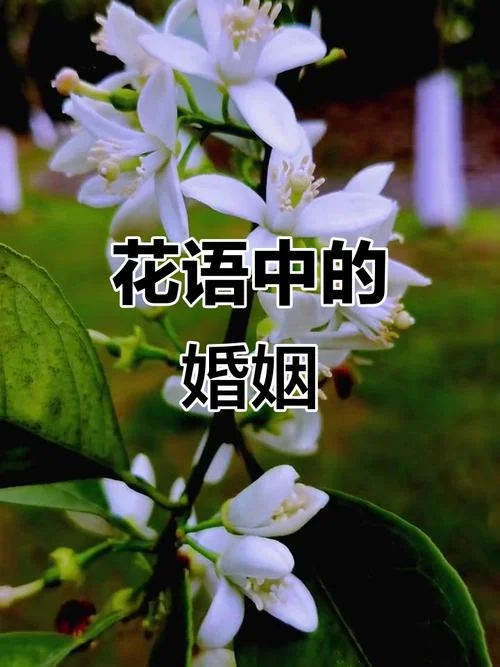 代表幸福的花叫什么_1