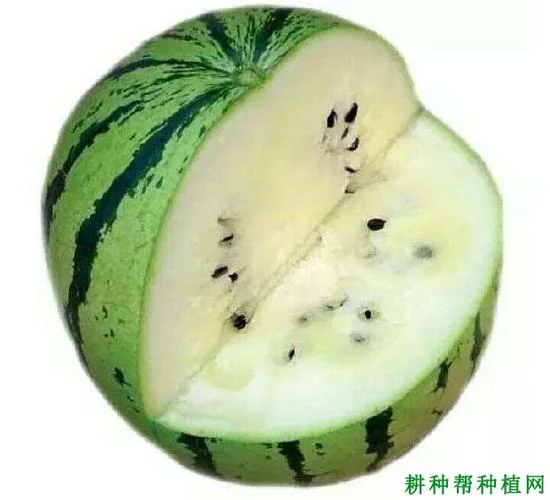 白瓤西瓜叫什么名字_2