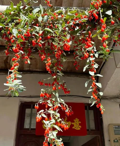 梦见两棵大的枸杞树_1