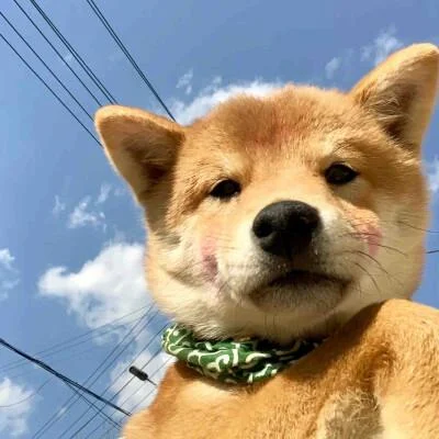 微信柴犬头像高清头像_1