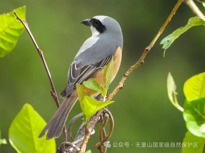 灰背伯劳小名叫什么_2