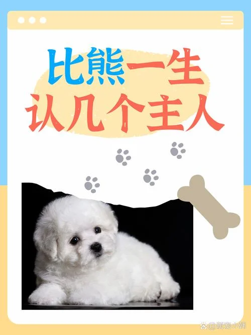 宠物狗比熊起名字英文_1