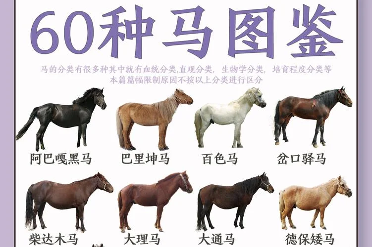 300马经全年历史图库_2