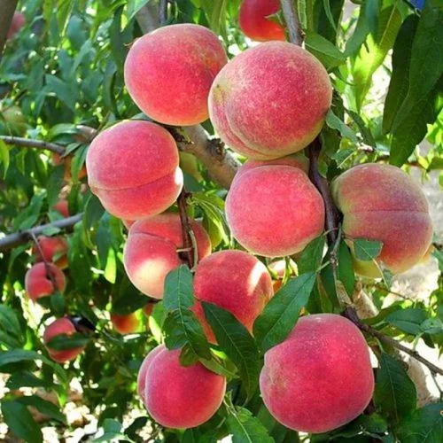 冬桃红蜜几月份成熟-冬桃红蜜五六月熟
