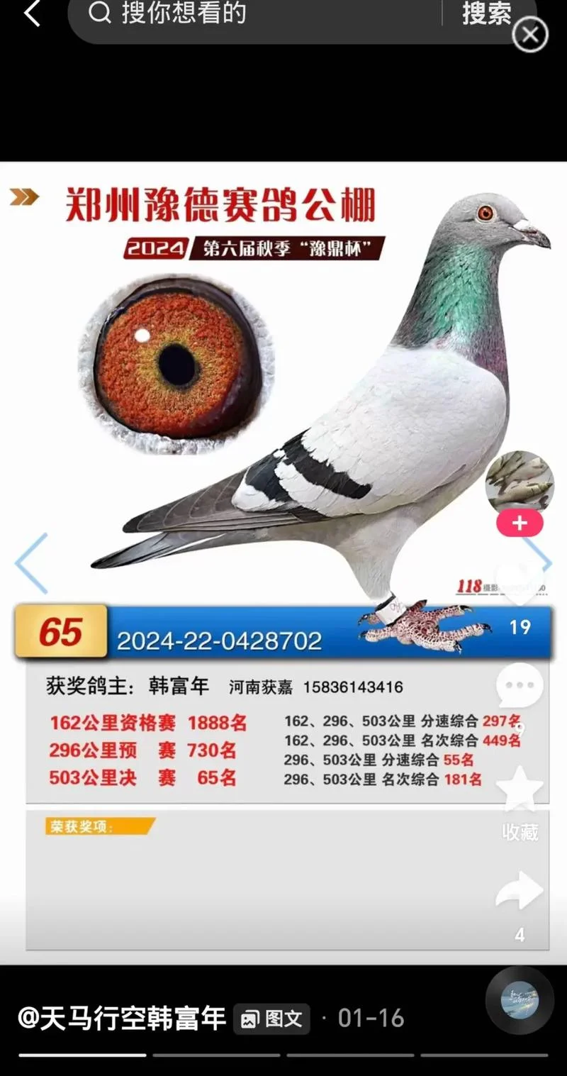牡丹鸽业赛季成绩_1