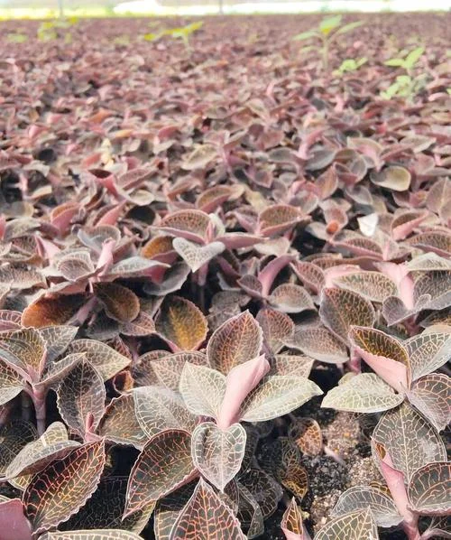 一亩地能种植多少株金线莲_1