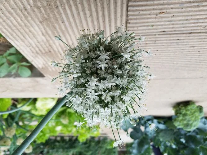 青青岁月青青葱下一句_1
