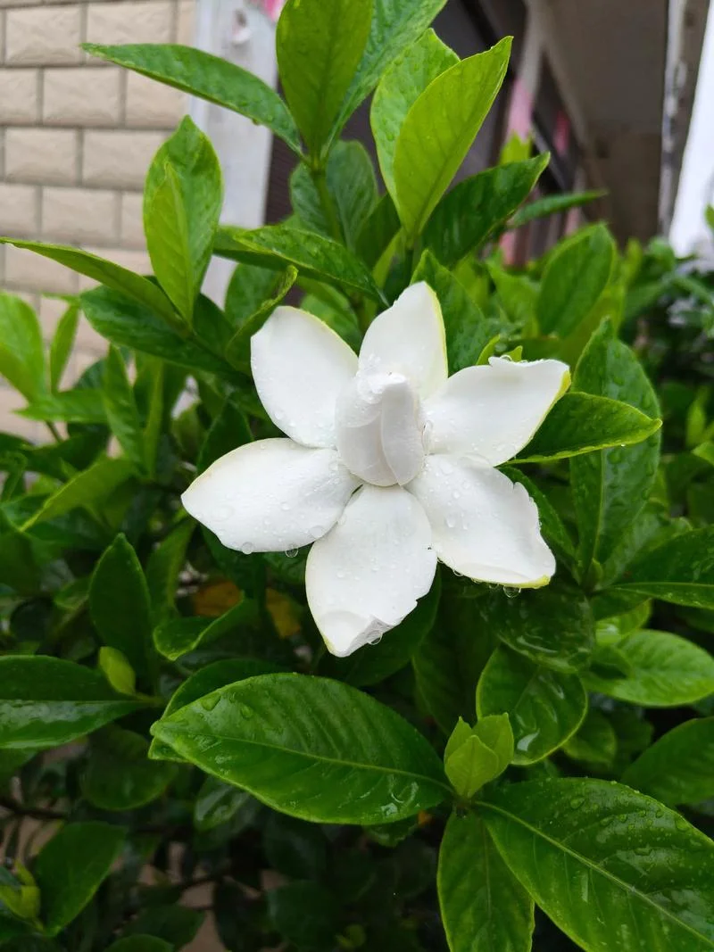 年年岁岁花相似作者是谁_1