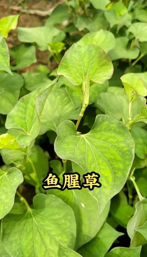 鱼腥草一亩地多少成本_2