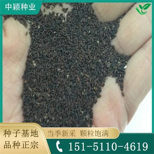 种子价格在哪里查_2