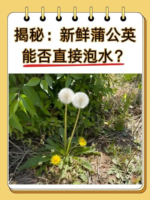蒲公英又叫什么名-蒲公英又名“风信子”