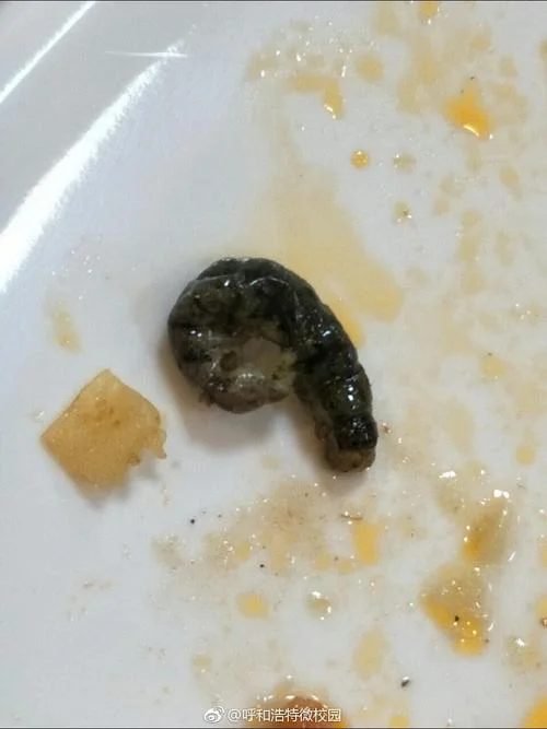 孕妇梦见吃饭吃到虫子_1
