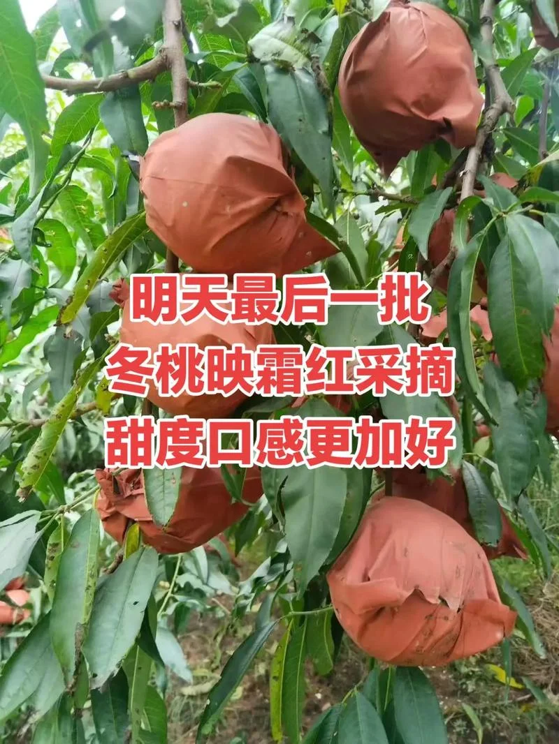 冬桃红蜜几月份成熟_2