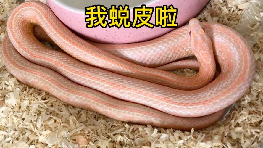 梦见粉色的蛇-梦见粉蛇